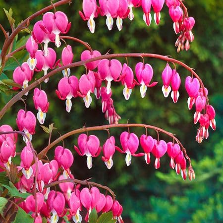 Pink Dicentra Flower Seeds
