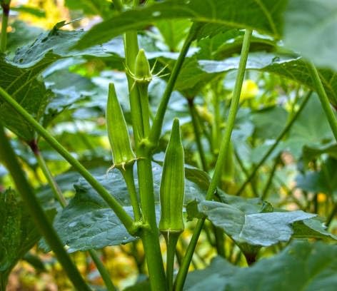 green okra vegetable seeds