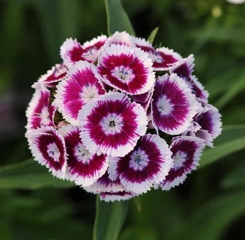Pink White Dianthus Flower Seeds