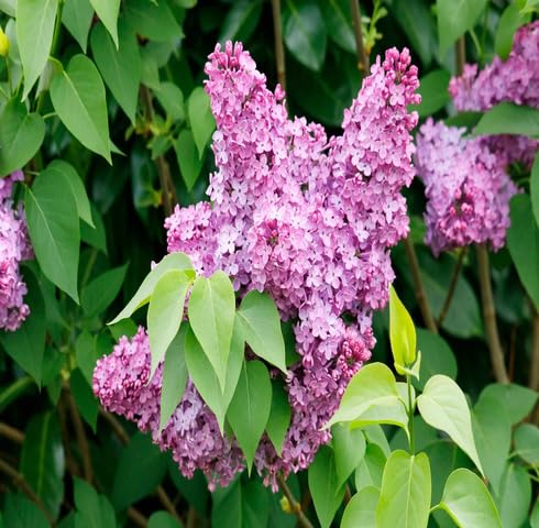 Purple Lilac Flower Seeds