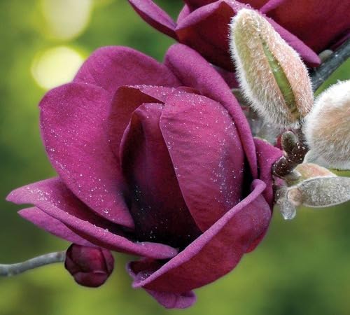 Red Dark Magnoli Flower Seeds