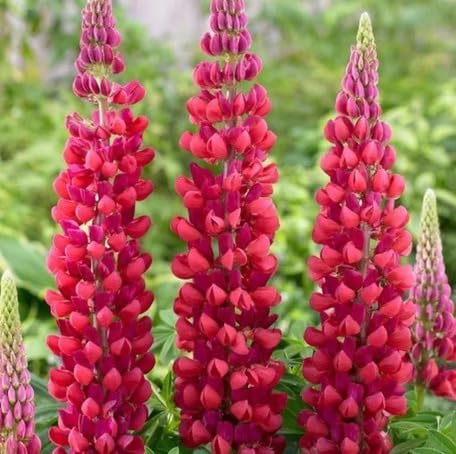 Red Lupine Flower Seeds