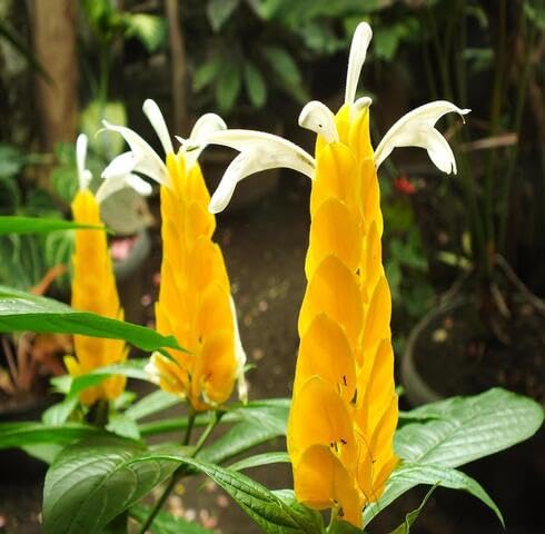 Yellow pachystachys Flower Seeds