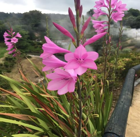 Pink Watsonia Flower Seeds