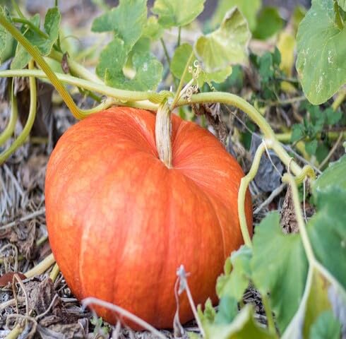 Orange Pumpkin vegetable seeds vegetable seeds for Home Gardening, Easy Grow Farm Fresh Produce for kitchen garden planting
