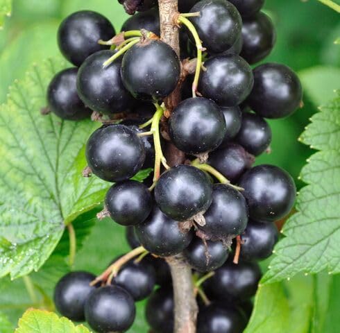 Black Ribes nigrum Fruit fruit seeds for organic garden planting