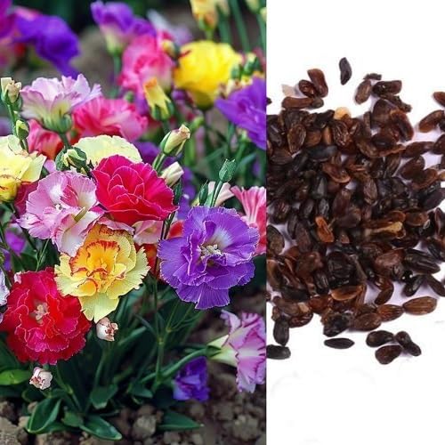 Mixed Lisianthus Flower Seeds