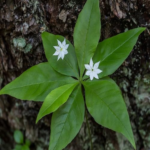Trientalis Flower Seeds