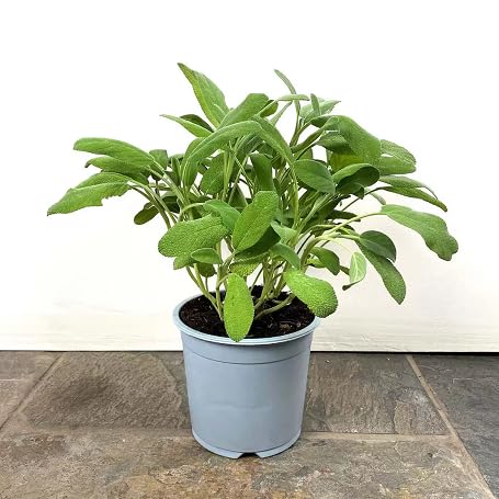 perovskia atriplicifolia sage Plant Seeds herb seeds - terrace planting, organic garden seeds