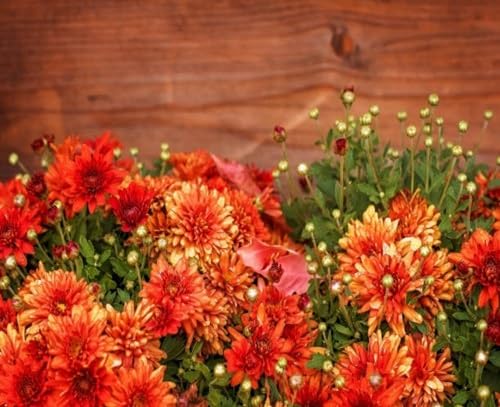 orange chrysanthemum flower seeds