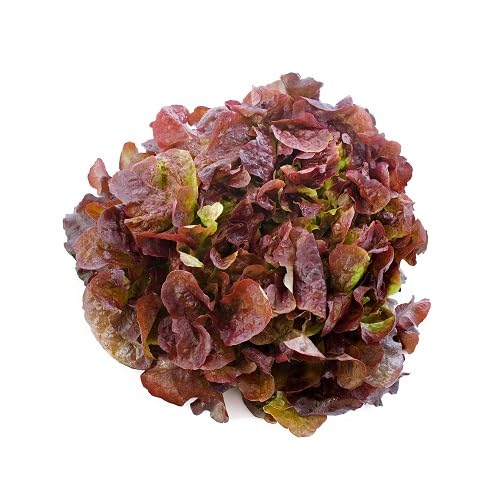 Maroon Lettuce vegetable seeds - Heirloom, Organic, Non Gmo Garden Seeds for kitchen garden planting