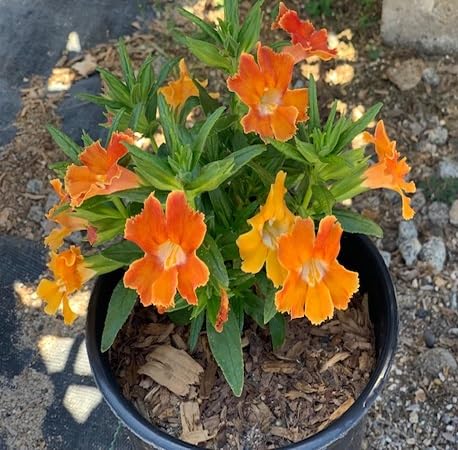 Orange Mimulus Flower Seeds