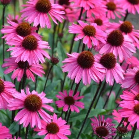 pink coneflower seeds flower