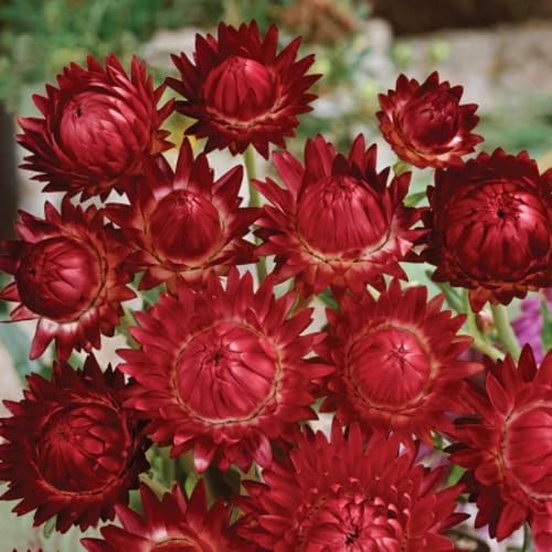Red Helichrysum Flower Seeds