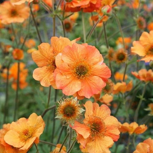 Geum Flower Seeds