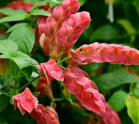 pink brandegeeana flower seeds