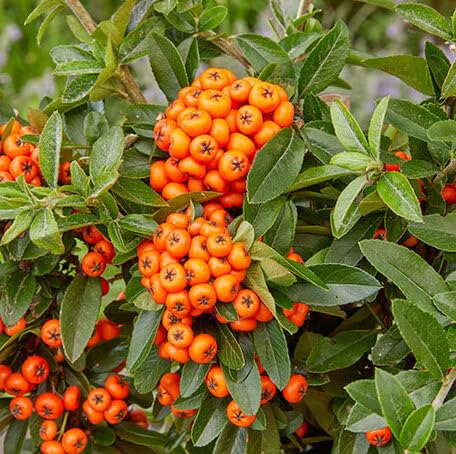 Orange Pyracantha fruit seeds for organic garden planting