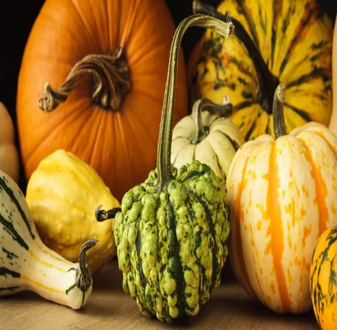 Mix Pumpkin vegetable seeds for Home Gardening, Healthy Seasonal Vegetable Planting for kitchen garden planting