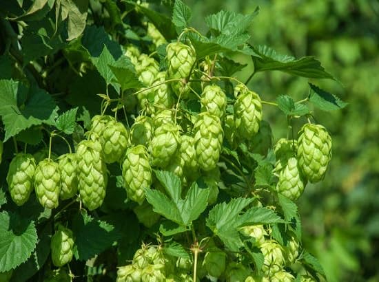 humulus Flower Seeds