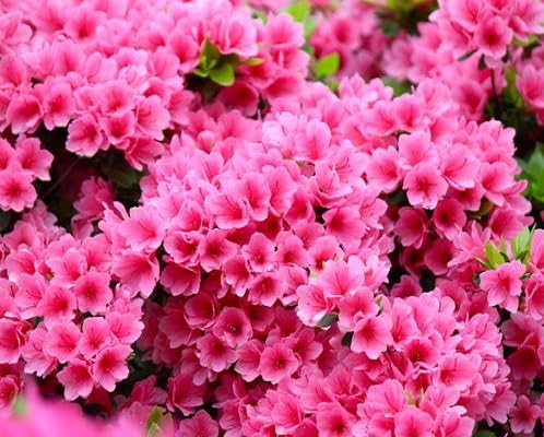 Pink Fersh Rhododendron Flower Seeds