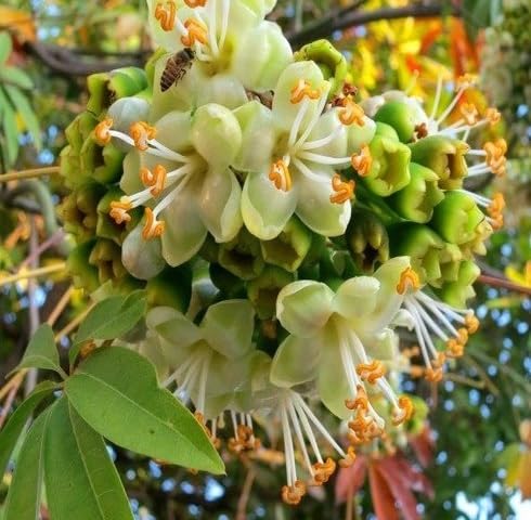 Green Ceiba pentandra Flower Seeds