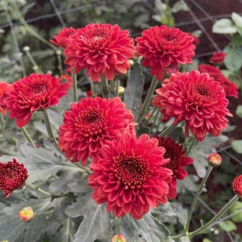 Red Perennial Chrysanthemum Flower Seeds