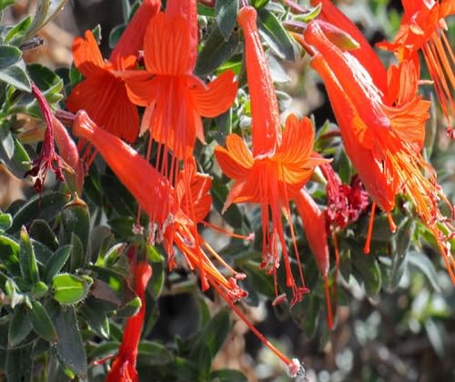 epilobium canum trumpet seeds