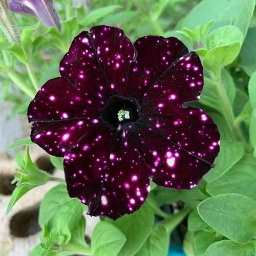 Chocolate Petunia Flower Seeds