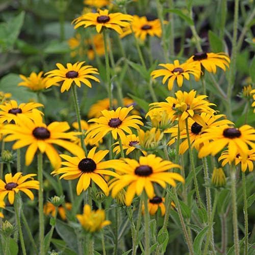 Yellow Rudbeckia Flower Seeds