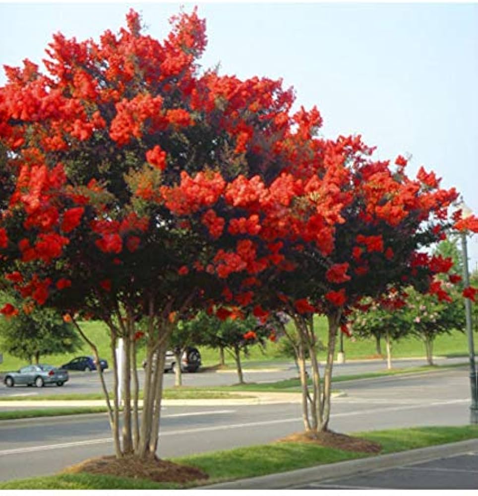 Red Crepe Myrtle Tree