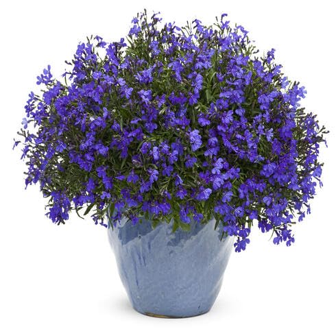 Purple Lobelia Flower Seeds