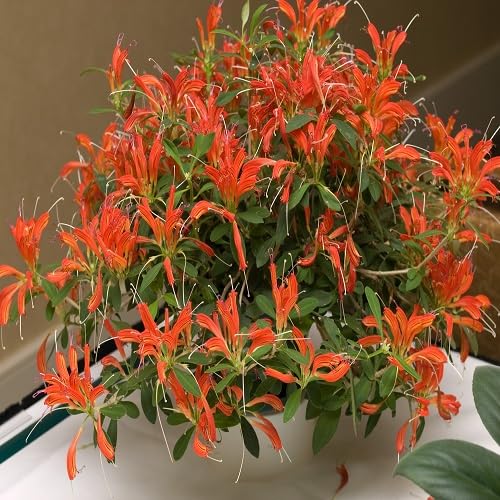 Orange Aeschynanthus Flower Seeds