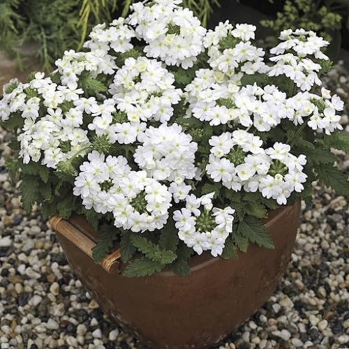 Verbena Flower Seeds