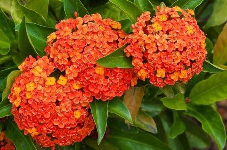 Orange Daphne fruit seeds for organic garden planting