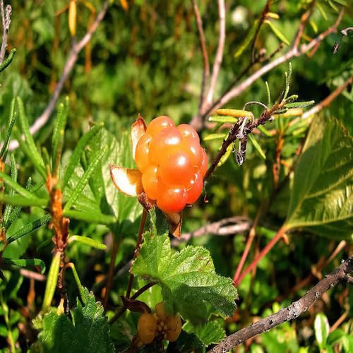 Orange Cloudberry fruit seeds for organic garden planting