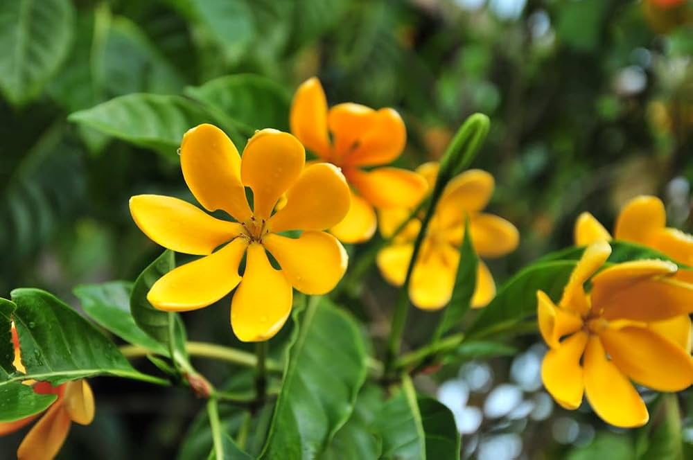 Yellow Golden Fragrans Flower Fresh