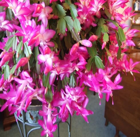 Pink Schlumbergera Flower Seeds