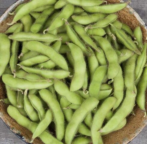 Green Soybeans vegetable seeds for Home Gardening, Nutritious Backyard Harvest Collection for kitchen garden planting