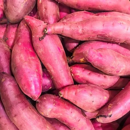 Pink Sweet Potato For Planting vegetable seeds - Heirloom, Organic, Non Gmo Garden Seeds for kitchen garden planting