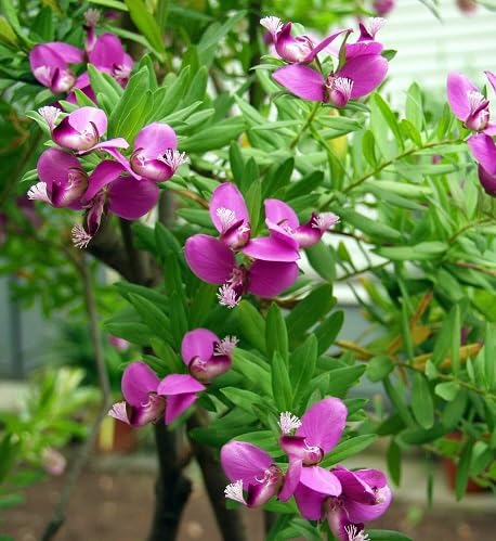 Pink Polygala Flower Seeds