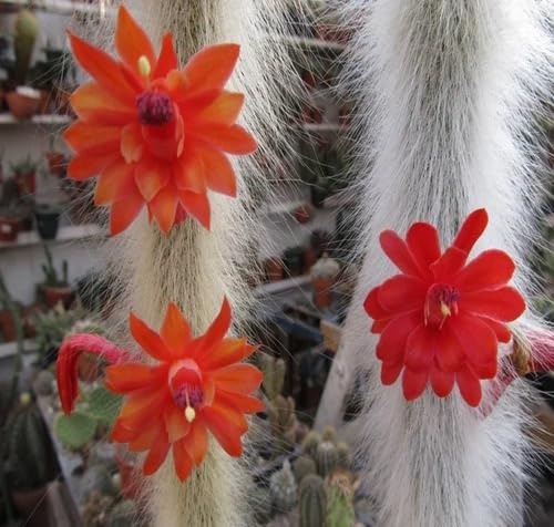 Hildewintera Colademononis Flower Seeds