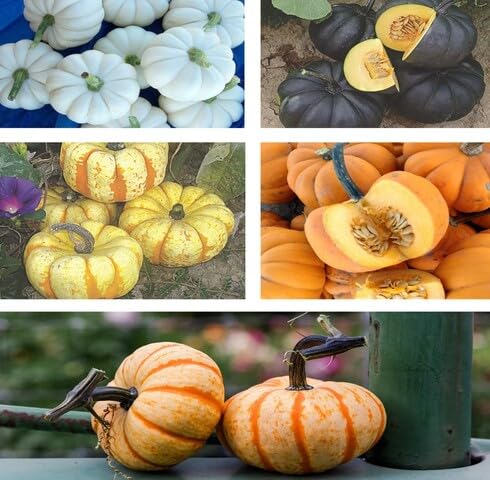 Mixed Pumpkin vegetable seeds vegetable seeds for Home Gardening, Heirloom, Non-GMO, High Premium for kitchen garden planting