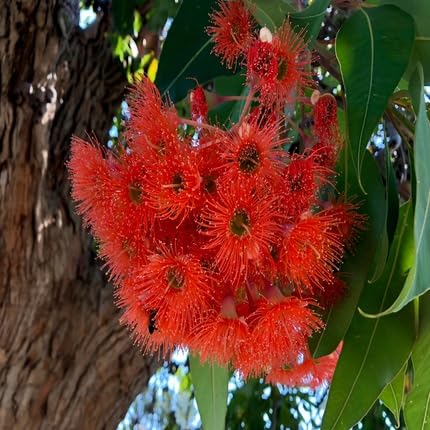 Red Corymbia Ficifolia Flower Seeds