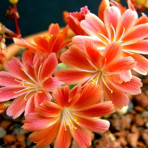 Leucospermum Flower Seeds