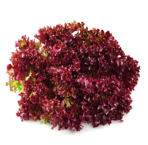 Red Lettuce vegetable seeds vegetable seeds for Home Gardening, Healthy Culinary Garden Variety for kitchen garden planting
