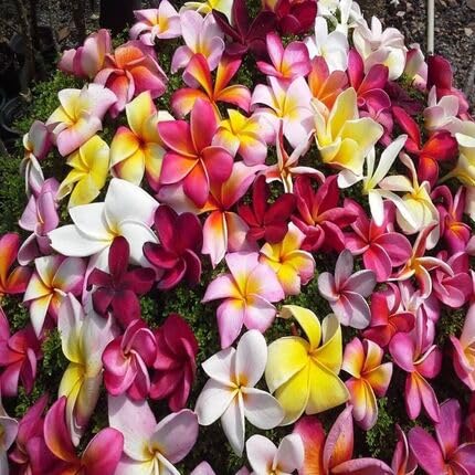 Mixed Frangipani Flower Seeds