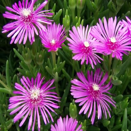 Purple Lampranthus Flower Seeds