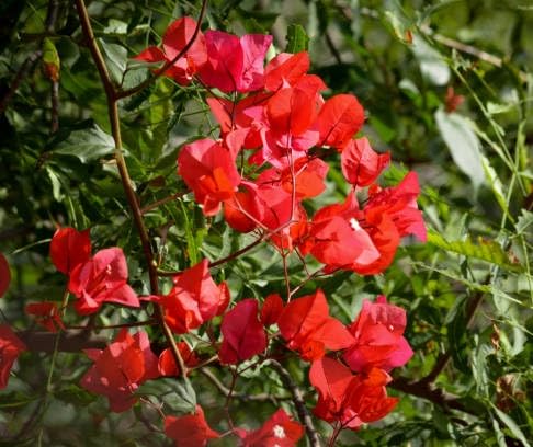 Red Bougainvillea Flower Seeds