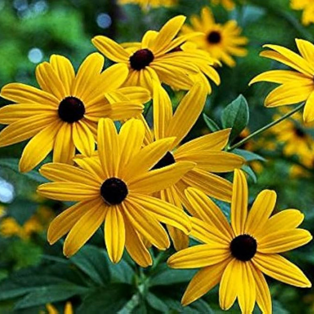 Black Gloriosa Daisy