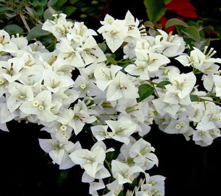 white bougainvillea flower seeds